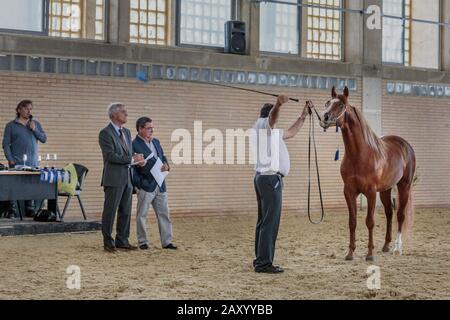 Verschiedene Pferdeveranstaltungen finden statt, darunter die Pferdedisziplin auf der jährlichen Pferderennausstellung Jerez (Feria de Caballo), Jerez de la Frontera, Andalusien, Spanien Stockfoto