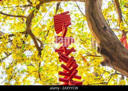 Rote Feuerbesen auf gelben Aprikosenblüten in Vietnam Tet Holiday Stockfoto