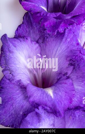 Nahaufnahme der violetten Gladiolusblüte Stockfoto