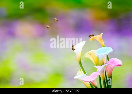 Die Kleine Biene, die Nektar auf dem gelben Pollen der weißen Calla-Lilienblume sammelt Stockfoto