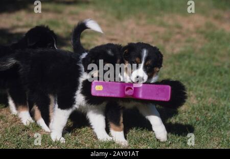 Australian Shepherd x Border Collie Mix Welpen Stockfoto