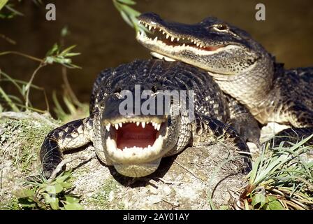 American Alligator, Alligator mississippiensis, Everglades, USA Stockfoto