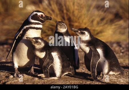 Magellanische Pinguine mit Young, Spheniscus magellancus, Cabo Dos Bahias, Argentinien Stockfoto