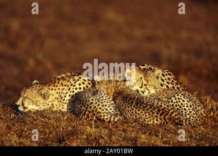 Gepard, mit Jungen, Cheetah, mit Stichen, Acinoynx jubatus, Masai Mara, Kenia, Afrika Stockfoto