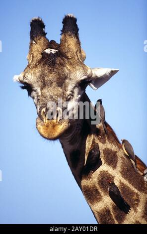 Giraffe, Giraffa camelopardalis, Chobe Nationalpark, Botswana, Afrika Stockfoto