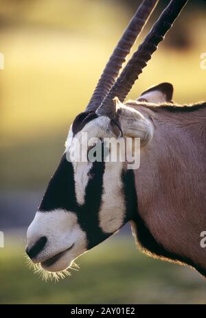 Gemsbock, Gemsbok, Oryx, Spiessbock, Porträt, Zoo, Florida, USA Stockfoto