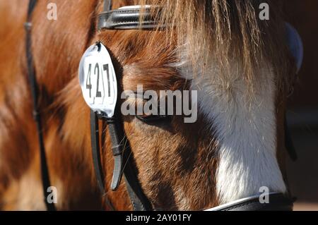 Pferd mit Startnummer, Detailansicht, Detail einer Horse Startnummer (Horserace) Stockfoto