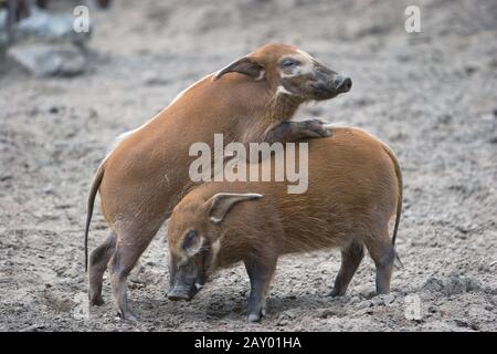 Pinsel-Ohrschweine spielen, Potamochoerus parcus pictus Stockfoto