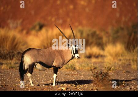 Oryx-Antilope, Spiessbock, Namibia, Afrika, afrika, Gemsbock Stockfoto