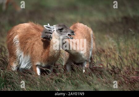 Guanako im Torres del Paine Nationalpark in Chile, Guanako, Huanako, Lama Guanicoe, Guanaco Stockfoto