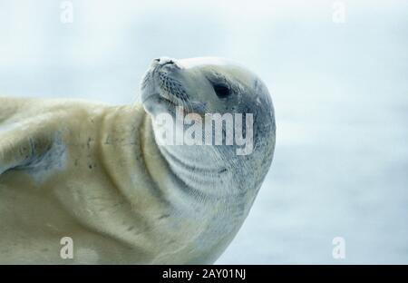 Krabbenfresserrobbe, Lobodon-Karzinophagus, Crab-eater Seal, Antarktische Halbinsel, Antarktis Stockfoto