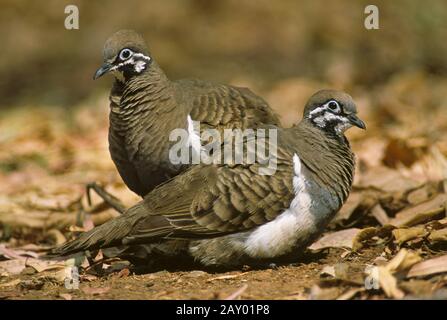 Buchstabentaube, Geophaps scripta, Squatter-Taube, Northern Squatter-Pigeon, Partridge Bronzewing, Southern Squatter Pigeon, So Stockfoto