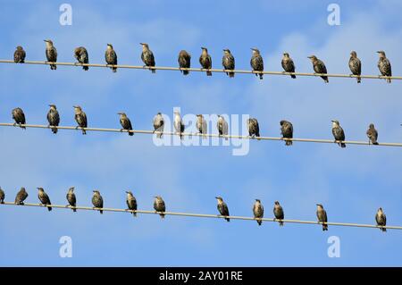 Starling, Sturnus vulgaris, Common Starling, Starlinge sammeln sich zur Vogelwanderung auf Draht Stockfoto