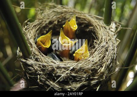 Teichrohrsaenger, Acrocephalus scirpaceus, Eurasischer Reed Warbler, Europa, Europa Stockfoto