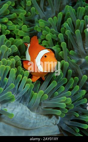 Ocellaris clowfish, Amphiprion ocellaris, falscher Percula clownfish, häufiger Clownfisch Stockfoto