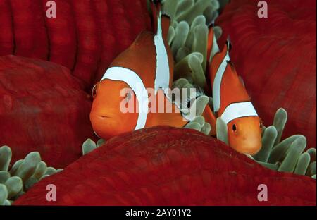 Ocellaris clowfish, Amphiprion ocellaris, falscher Percula clownfish, häufiger Clownfisch Stockfoto