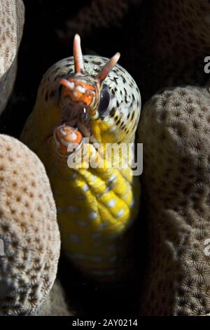 Tigermuraene, Tigrinya Scuticaria, Tiger Reef-Eel Stockfoto