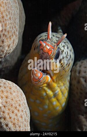 Tigermuraene, Tigrinya Scuticaria, Tiger Reef-Eel Stockfoto