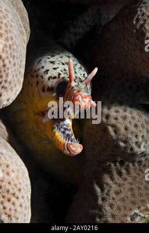 Tigermuraene, Tigrinya Scuticaria, Tiger Reef-Eel Stockfoto