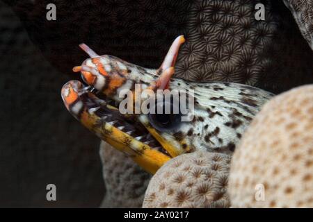 Tigermuraene, Tigrinya Scuticaria, Tiger Reef-Eel Stockfoto