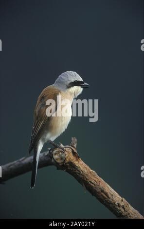 Neuntoeter, Rotrueckenwuerger, Lanius collurio collurio, Rotkäppchen, Dorndreiher, Falkensaenger, europa, Europa Stockfoto