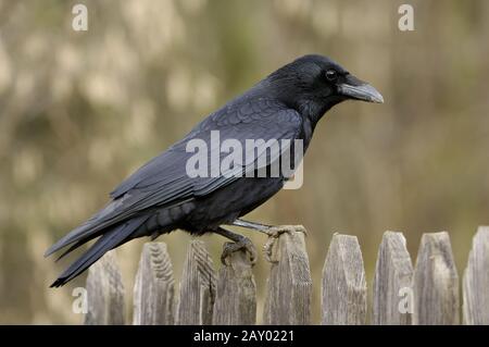 Rabenkraehe, Carrion Crow, Corvus Corone Corone, Aaskraehe, Krähe mit Kapuze Stockfoto