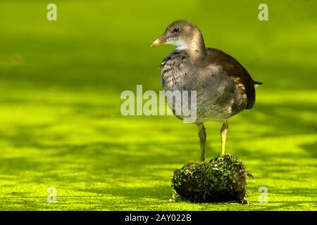 Teichralle, Teichhuhn, Gallinula chloropus, Gallinula choropos, gewöhnliche Moorhen, europa, Europa Stockfoto