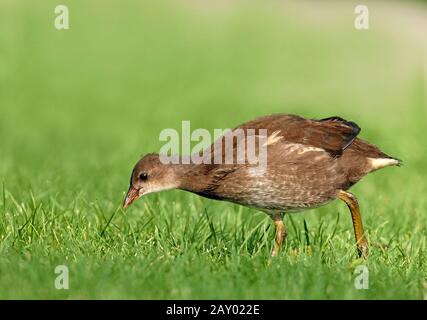 Teichralle, Teichhuhn, Gallinula chloropus, Gallinula choropos, gewöhnliche Moorhen, europa, Europa Stockfoto