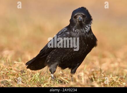 Rabenkraehe, Carrion Crow, Corvus Corone Corone, Aaskraehe, Krähe mit Kapuze Stockfoto