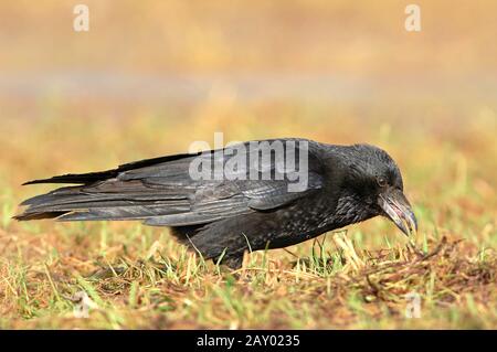 Rabenkraehe, Carrion Crow, Corvus Corone Corone, Aaskraehe, Krähe mit Kapuze Stockfoto