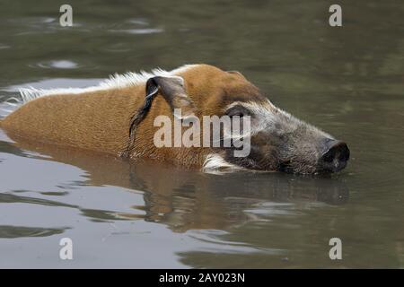 Bürsten Sie das Ohrschwein in Wasser Stockfoto