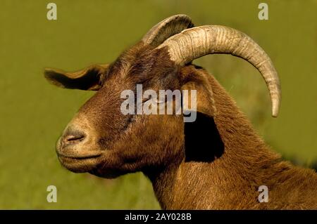 Hausziege - Burenziege; (Capra Aegagrus Hircus); Hausziegen Stockfoto