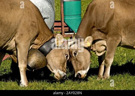 Hausrind (Bos taurus) Allgaeuer braune Kuh mit Kuhglocke auf Weide, Allgaeu, Bayern, Deutschland, Hausrind, Allgau, B. Stockfoto