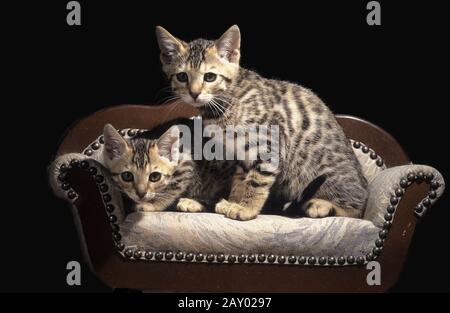 Junge Bengalkatzen, braun gefleckte tabby-bengalkatze Stockfoto