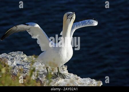 Basstoelpel (Morus bassanus, Sula bassana) Nordgannets, Heligoland, Schleswig-Holstein, Deutschland Stockfoto