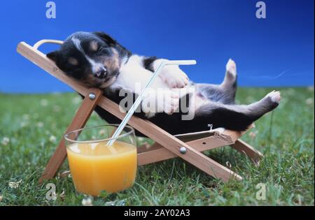 Australian Shepherd x Border Collie Mix Welpe Stockfoto