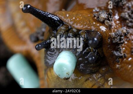 Spanischer Slug, lusitanischer Slug Eat Salat, Arion lusitanicus, Spanische Wegschnecke frisst Schneckenkorn, Feramol, Arion lusitanic Stockfoto