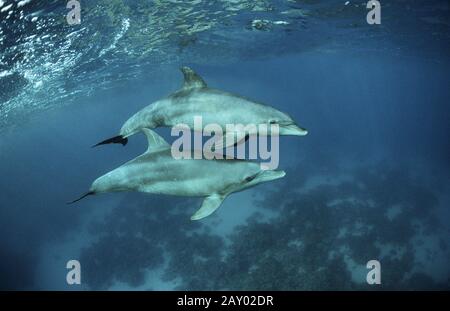 Rotmeer Tuemmler, Delfine, Indo Pacific Bottelnose Dolphin, Tursiops aduncus Stockfoto