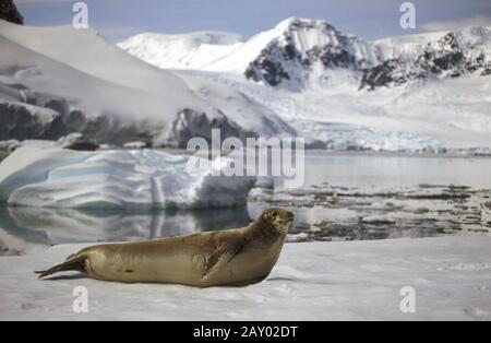 Krabbenfresserrobbe, Lobodon carcinophagus, Crab-eater Seal Stockfoto