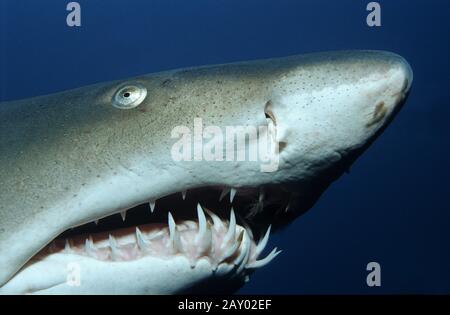 Grauer Schwesternhai, Sandtiger Hai, in der Schule der Fische, Karcharias stier Stockfoto