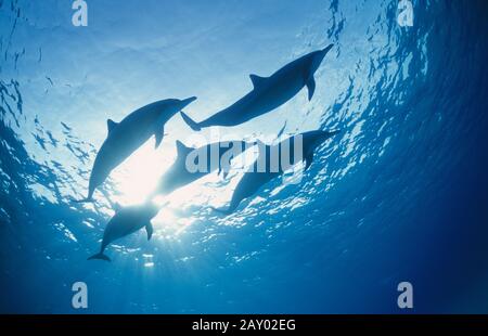 Rotmeer Tuemmler, Delfine, Indo Pacific Bottelnose Dolphin, Tursiops aduncus Stockfoto