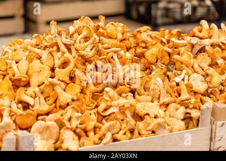 Großer Haufen Pilzchantilles zum Verkauf auf dem lokalen Markt Stockfoto