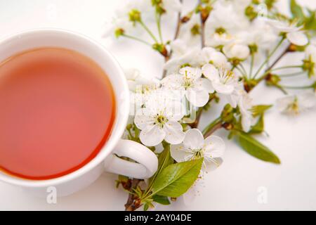 Weißer Becher mit Tee und einer blühenden Kirschperücke auf weißem Hintergrund Stockfoto