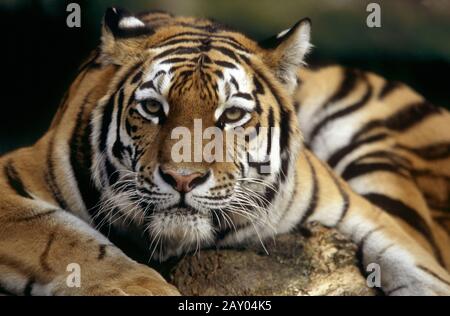 Armurtiger, sibirischer Tiger, Panthera tigris altaica, sibirischer Tiger Stockfoto