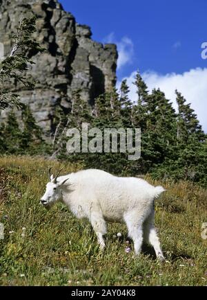 Schneeziege, Bergziege, Oreamnos americanus, Rocky Mountain Goat, Mountain Goat Stockfoto