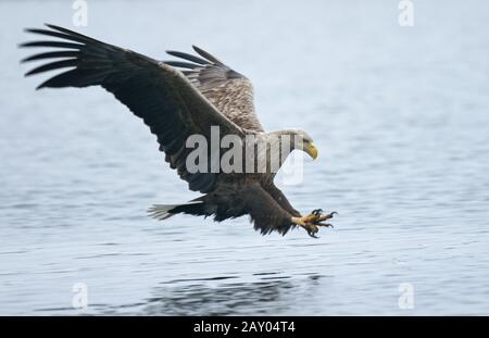 Haliaeetus albicilla, Seeadler, Europa Stockfoto