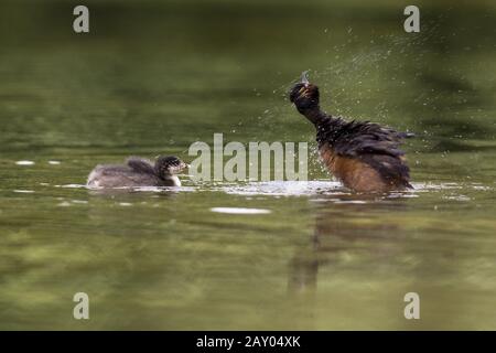 Schwarzhalstaucher, mit Jungtier, Podiceps nigricollis, Schwarzhalsige Grebe, mit jung Stockfoto