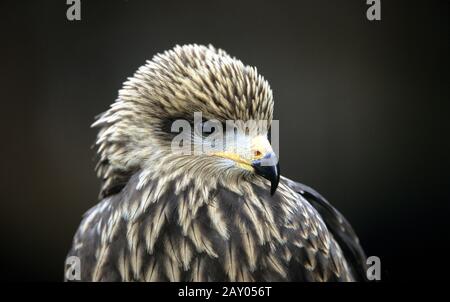 Schwarzmilan, Milvus migrans Stockfoto