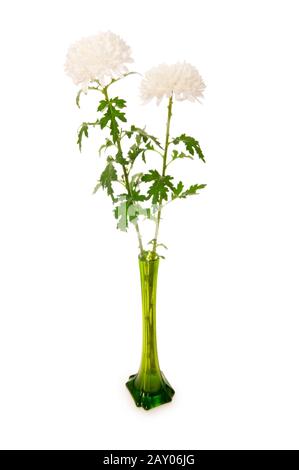 Chrysantheme (Mums) in grüne Vase isoliert auf weiss Stockfoto