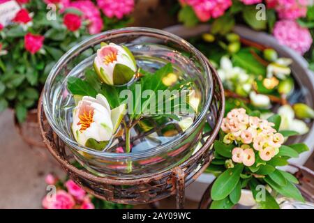 Blumenmarkt im Freien Seerosen zum Verkauf Stockfoto